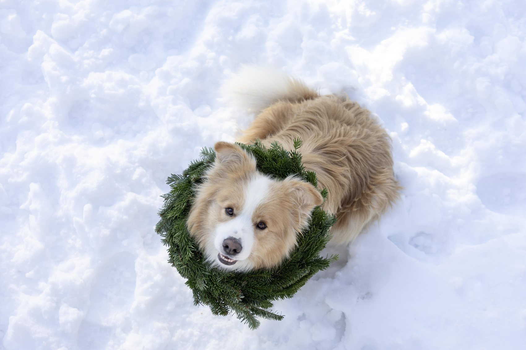 Hund mit Tannenkranz im Schnee